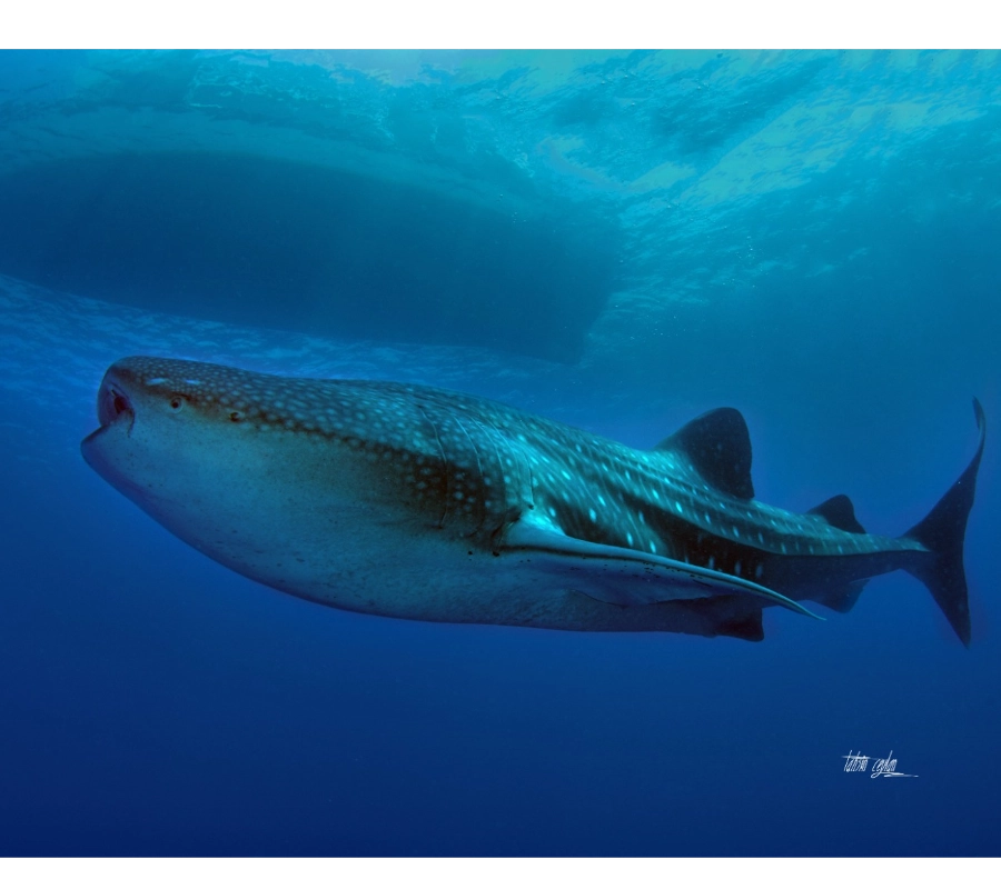Güney Maldivler Tiger Shark Dalış Turu