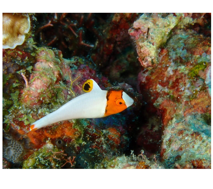 Filipinler Moalboal Dalış Turu