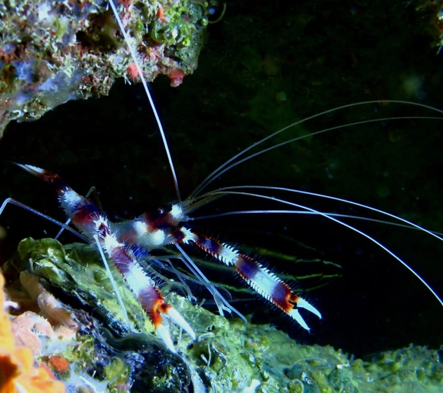 Filipinler Moalboal Dalış Turu