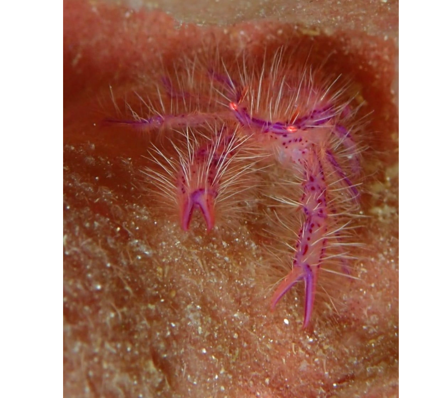 Filipinler Moalboal Dalış Turu