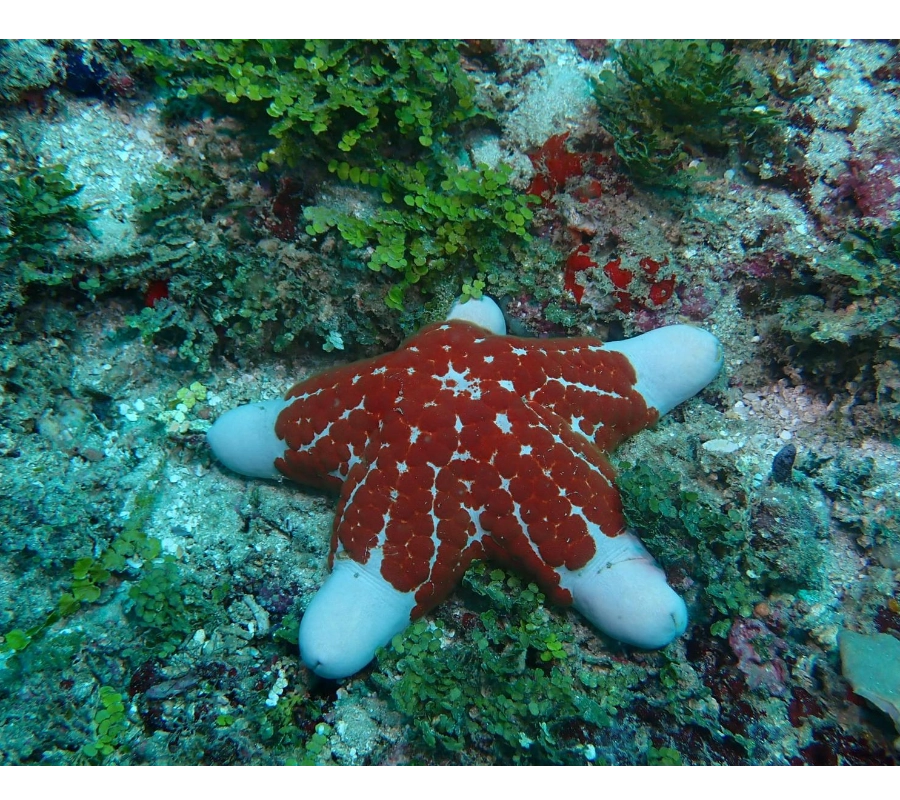 Kenya Dalış & Safari Turu