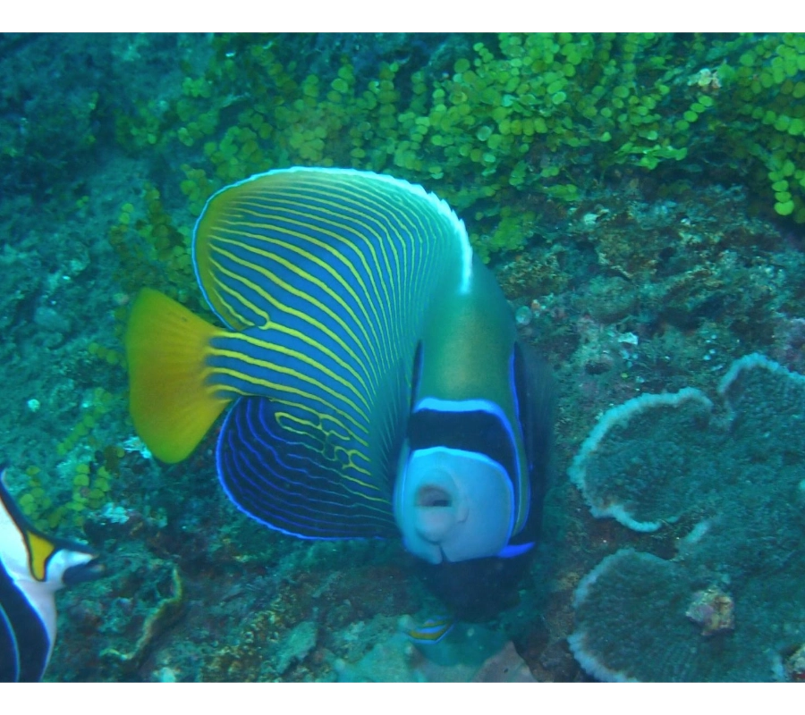 Kenya Dalış & Safari Turu