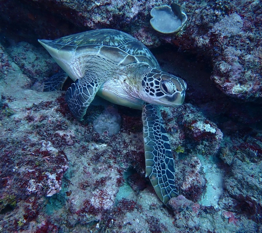 Kenya Dalış & Safari Turu