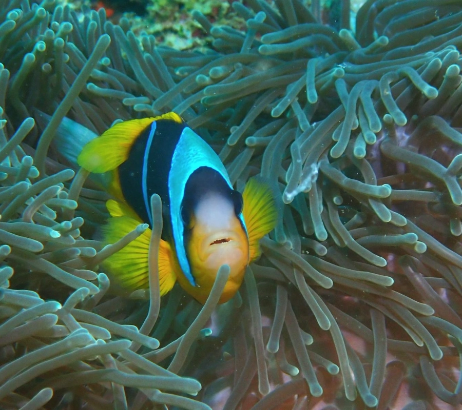 Kenya Dalış & Safari Turu