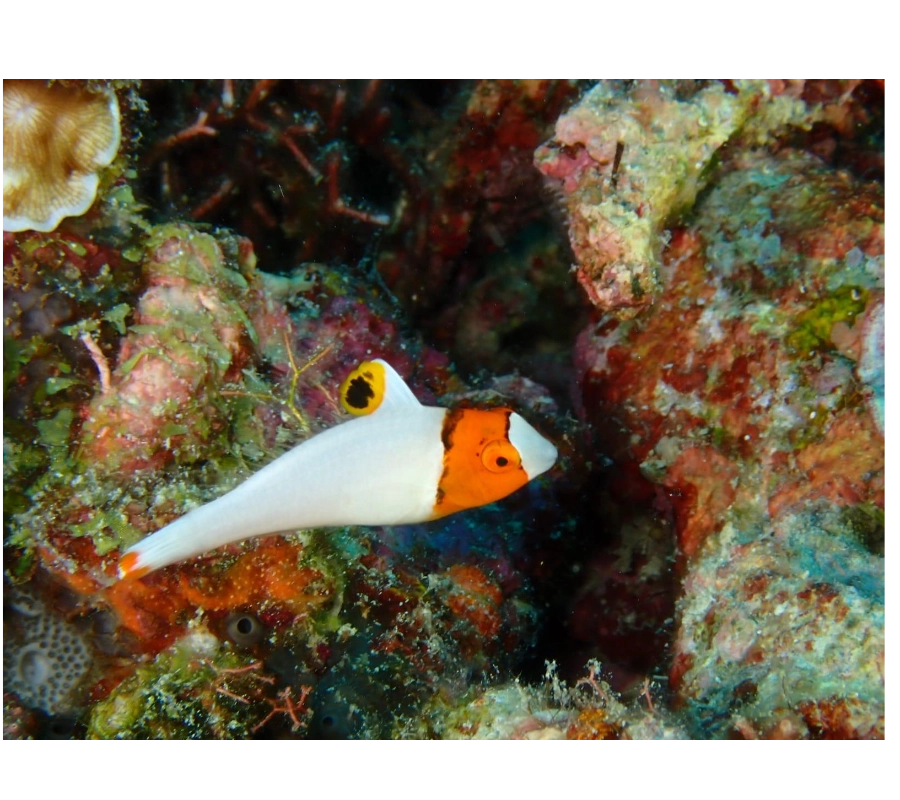 Filipinler Moalboal Dalış Turu 2