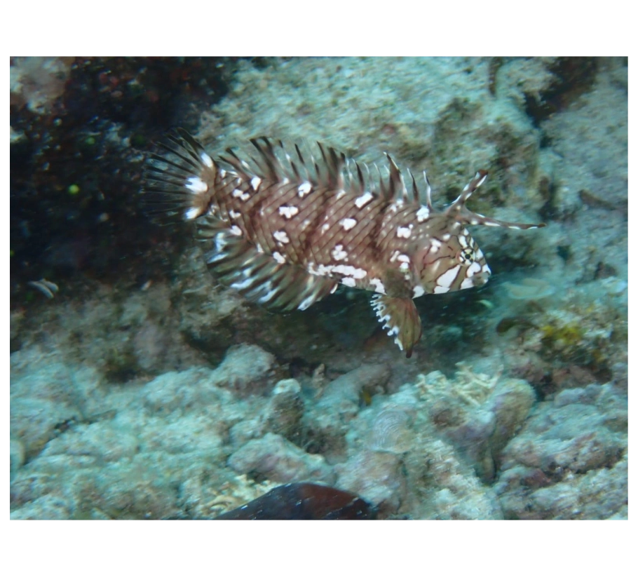 Filipinler Moalboal Dalış Turu 2