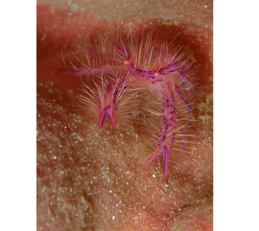 Filipinler Moalboal Dalış Turu 2