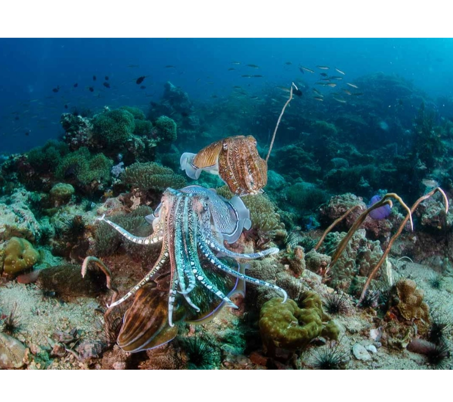 PHUKET DALIŞ TURU